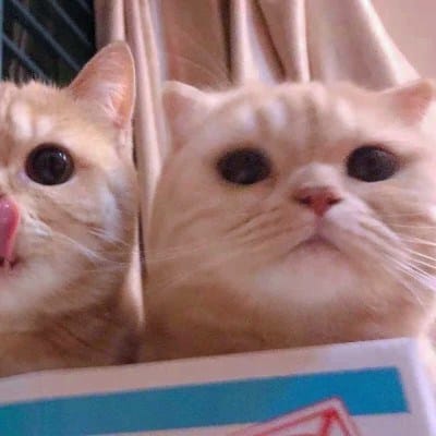 Sajal Aly avatar
